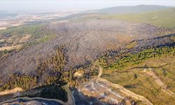 Orman Yangınlarının İlerleyişini Tahmin Edecek Yapay Zeka Modeli Geliştirildi