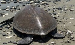 Yeşil Kaplumbağa “Lusi”Doğaya Bırakıldı
