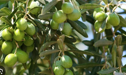 Gazimağusa’da Gemlik zeytin hasadı başlama tarihi 2 Eylül...