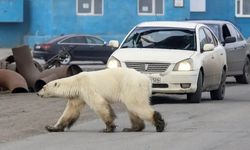 Kanada'da Kutup Ayılarının Saldırısına Uğrayan Kişi Hayatını Kaybetti