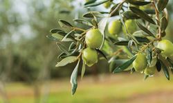 Lefkoşa’da Zeytin Hasadı 29 Ağustos'ta Başlayacak