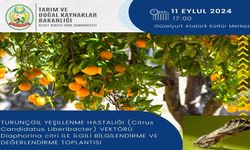 Turunçgil yeşillenme hastalığı ile ilgili bilgilendirme toplantısı düzenleniyor