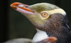 Yeni Zelanda'da "Yılın Kuşu" Yarışmasını Sarı Gözlü Penguen Kazandı