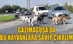 Gazimağusa'da bu hayvanlara sahip çıkalım