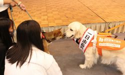 Japonya'da Bir Günlüğüne Belediye Başkanı Olan Köpekten, "böcek Kaçakçısına" Kasımın Tuhaf Olayları