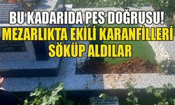 Bu kadarıda pes doğrusu! Mezarlıkta ekili karanfilleri söküp aldılar