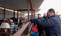 Tarım  Bakanı Çavuş, Çaplı Süt Ve Damızlık İnek Çiftliği’ni Ziyaret Etti