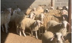 Kasaplık hayvan satışı
