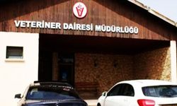 Veteriner Dairesi’nden küçükbaş hayvan üreticilerine beyan uyarısı: Son tarih 30 Haziran