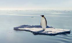Antarktika'nın bir bölgesindeki imparator penguen nüfusu, 15 yılda yüzde 22 azaldı