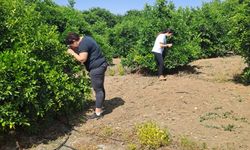 Tarım Dairesi’nden zararlı böcek Diaphorina citri’yle mücadele duyurusu