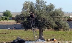 Güzelyurt İlçesi'nde zeytin ve harup toplama tarihleri açıklandı