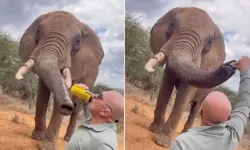 Kenya'da file bira içiren turiste soruşturma açıldı