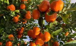 Tarımsal Araştırma Enstitüsü Güzelyurt İstasyonu’nda narenciye ürün satışı yapılacak