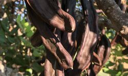 Binboğa, harnup taban alım fiyatını 22 TL/kg olarak belirledi