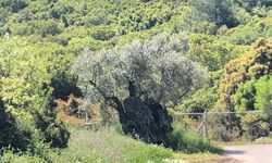 Her Daim Dostlar Grubu’ndan “Barışın ve Bereketin Sembolü: Dünya Zeytin Ağacı Günü Etkinliği”