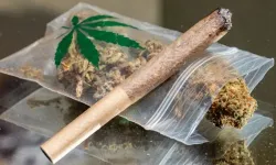 Belçika'da yılbaşından bu yana 20 tona yakın esrar ele geçirildi