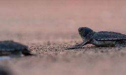 Yeşil deniz kaplumbağalarının nesli artık tükenme tehdidi altında değil