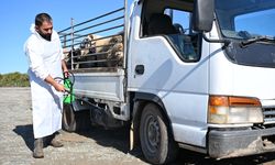 Güzelyurt Belediyesi'nden şap hastalığına yönelik tedbirler