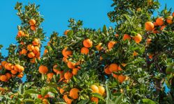 Narenciye Üreticileri Birliği, pazartesi süresiz eyleme gidiyor