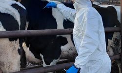 Veteriner Dairesi: "Şap hastalığı ile mücadele kapsamında 6 günde 35 bin 702 hayvan aşılandı"