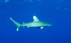 Yasa dışı avcılık Akdeniz'de büyük beyaz köpekbalıklarını tehdit ediyor