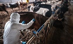 Türkiye’de şap hastalığı: Bir bölgenin hastalıksız kabul edilebilmesi için "arilik" şartı aranacak