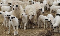 Çebi: “Küçükbaş hayvancıyı koruyacak acil önlemler alınmalı”