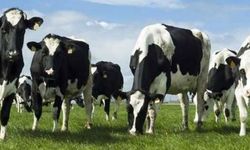 Büyükbaş hayvanlar için düşük tazminatı ödendi