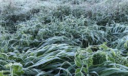 KKTC’de Soğuk Alarmı: Yarın ve Cuma Sabahı Don Bekleniyor