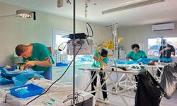 Gazimağusa Belediyesi’nden sokak hayvanları için kısırlaştırma kampanyası