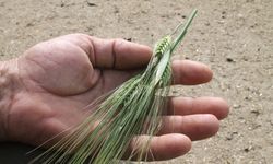 Çebi: “Kuraklığa girmeyen bölgelerdeki ürün kayıpları için de ödeme yapılması yerinde bir karar”