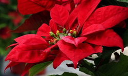 Güzelliğine Aldanmayın: Popüler Ev Çiçeği Hakkında Şaşırtan Uyarı