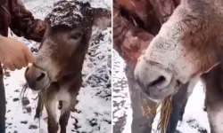Bu görüntüler vicdanları sızlattı! Ağzını telle bağlayarak ölüme terk ettiler