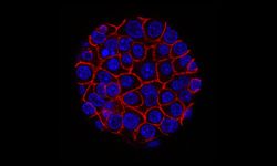 "Sessiz katil"e karşı yeni umut: Mekanizma bozulunca tümörler küçüldü