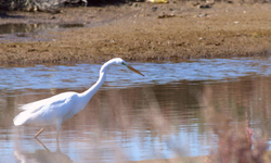 MAKAMER: "Sulak alanlar iklim krizi ve biyolojik çeşitlilik kaybına karşı korunması gereken alanlardır"