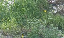 Lefke Çevre ve Ekoloji Derneği: “Gemikonağı Deresi’ni kaplayan foseptik kirliliği üç aydır olduğu gibi duruyor”