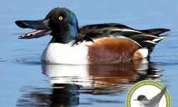 KUŞKOR ve BirdLife Cyprus, kış ortası su kuşu sayımı yaptı