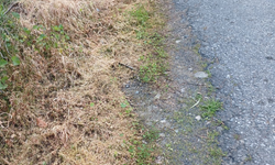 Lefke Çevre ve Ekoloji Derneği, ot kurutma ilaçlarının kullanılmasına tepki gösterdi