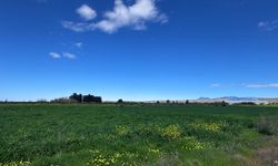 Tarım Bakanlığı, tüketilebilir yabani ot toplayanları uyardı