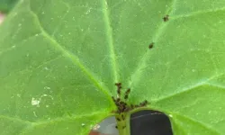 Kaz Dağları'nda yeni bir böcek keşfedildi