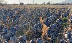 Pazarda tanesi 80 lira, 5 liraya almak istediler. Hepsi tarlada kaldı, kara kara düşünüyor