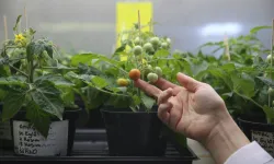 Türk bilim insanları, Ay ve Mars şartlarında domates yetiştirdi