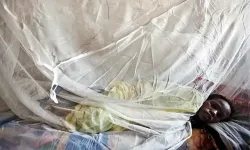 Lassa ateşi. Nijerya'da 2 ayda 70 kişi öldü