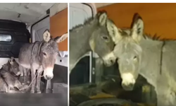 Görüntüleri yürekleri parçaladı! Bunu yapan insan olamaz