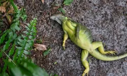 Gökten iguana yağdı. 1000 tanesi yerden toplandı