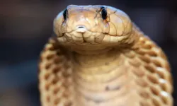 Dünyanın en işlek tren ağını kral kobralar istila etti