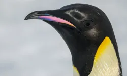 Uydu görüntüleri ortaya çıkardı. Buzullar eriyor, penguenler yok oluyor