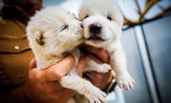 Dubai'de nesli tükenme tehlikesi altındaki 10 bin tür için "biyokasa" kuruluyor