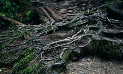 Yatırım Tavsiyesi Sayılır: Bahçeye Dikildiğinde Başa Bela Olan Ağaçlar